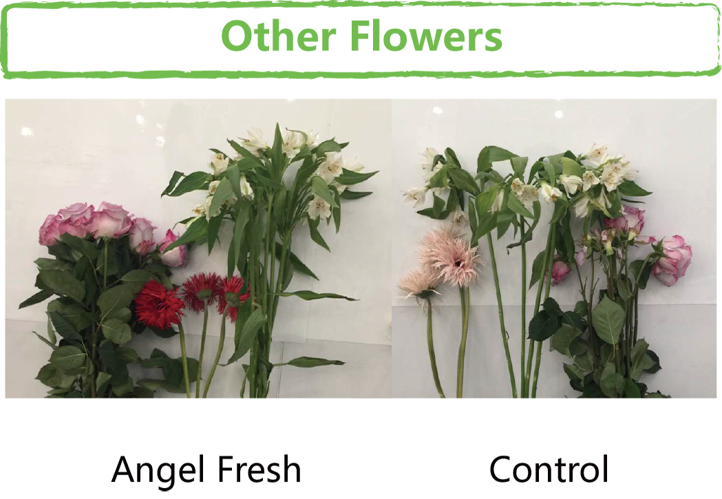Fresh Cut Flowers (4)
